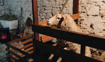 Żywa szopka w Siemoni (fot. Dawid Nalewajka)